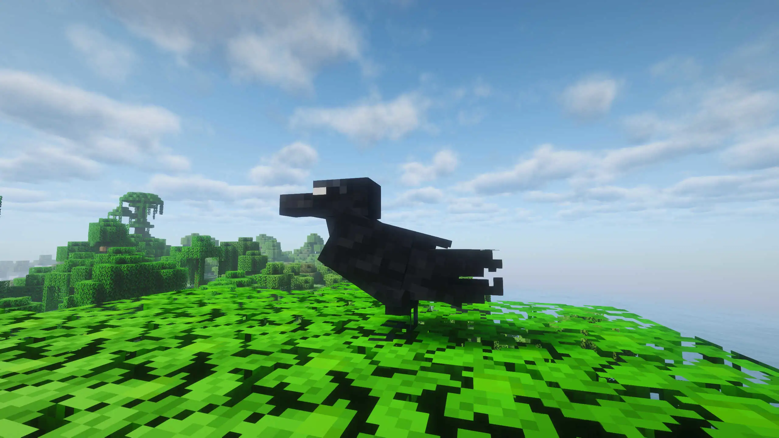 A wild Raven perched on a canopy